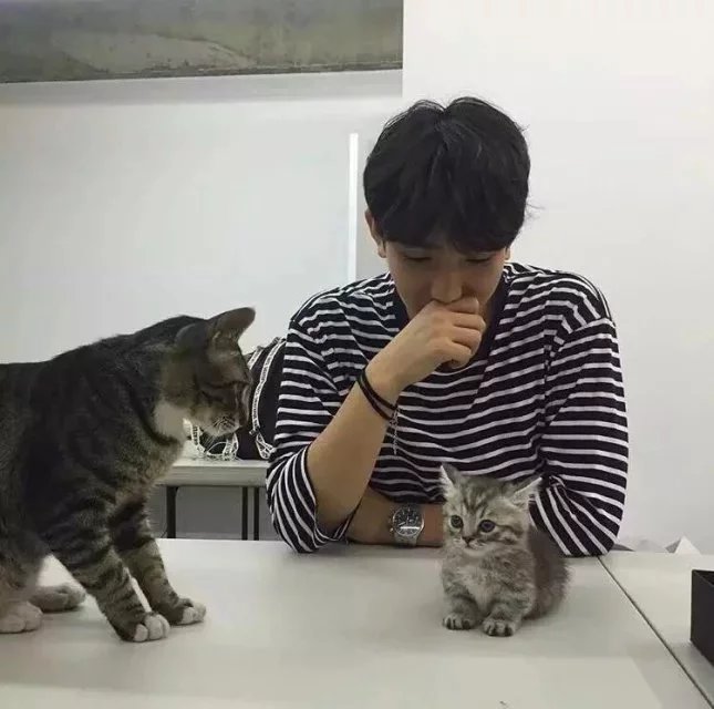 窦武冰红